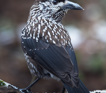 Кедровка (Nucifraga caryocatactes)