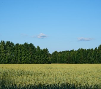 Край наш родной далекий