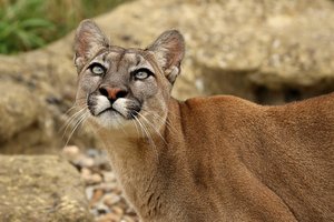 Пингвины заставили пум поменять свои привычки