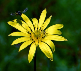 Пчела и Цветок