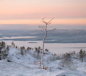 Одинокий страж