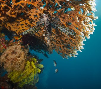 Вверх тормашками