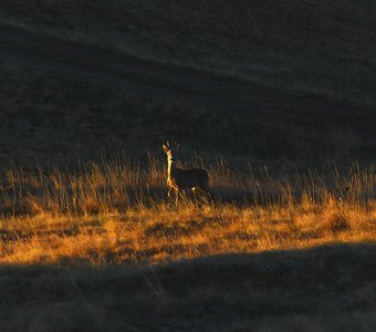 В первых лучах солнца