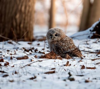 Первые испытания
