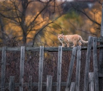 Осенний променад