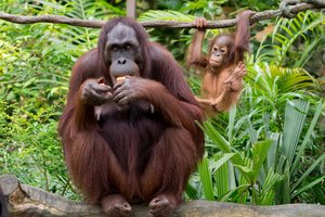 Самка орангутана удочерила младшую сестру после смерти матери
