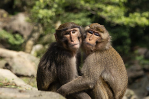 Итальянский зоопарк передал 24 японских макаки новому парку в Ростовской области