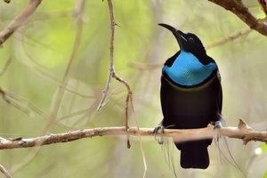 Райская птица подсказала ученым технологию самой черной ткани в мире