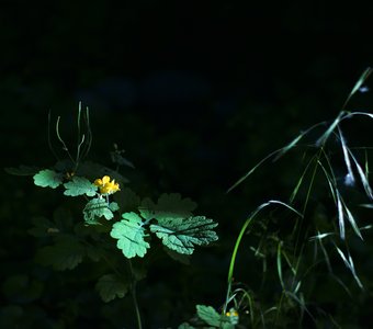 Свет и Тьма