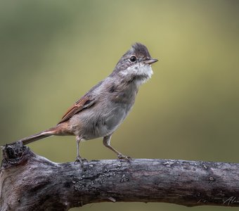 Возмущение