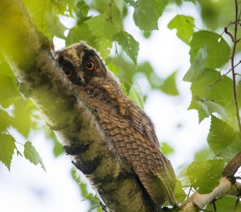 Вижу цель - не вижу препятствий!