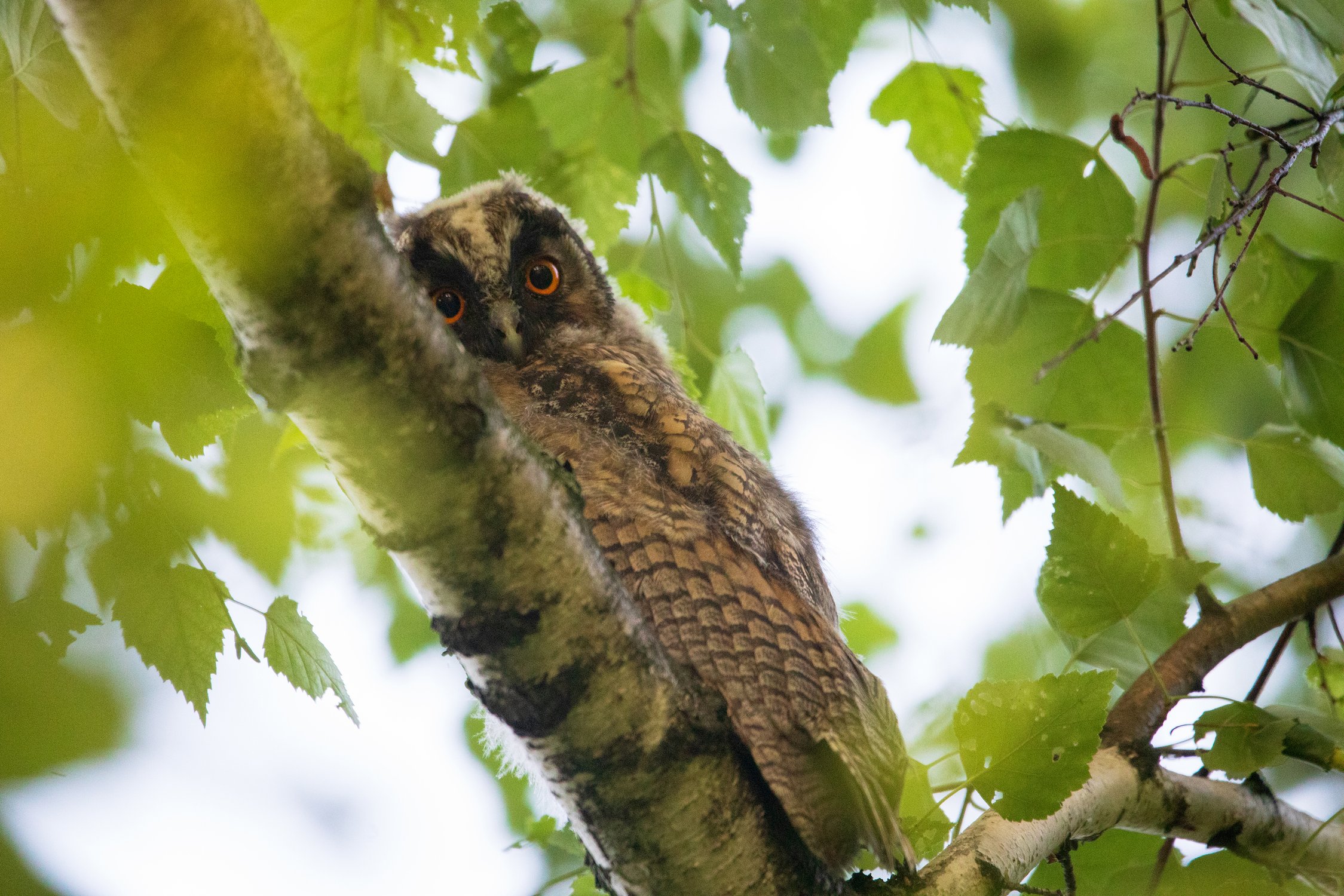 Вижу цель - не вижу препятствий!