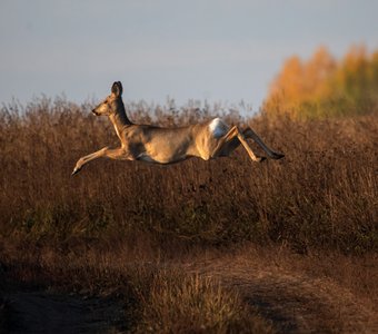 В зоне невесомости