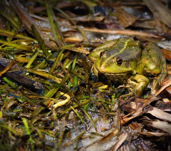 Лягушачий портрет