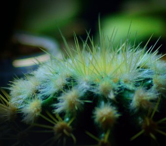 Пушисты и калючий