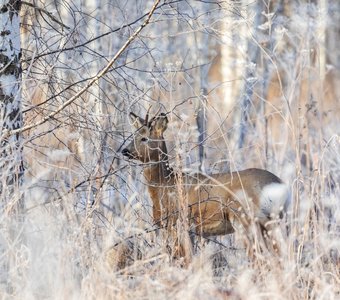 Снежное царство