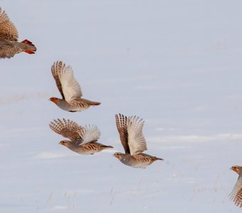 серые куропатки
