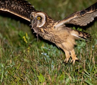 Хорошая была охота!