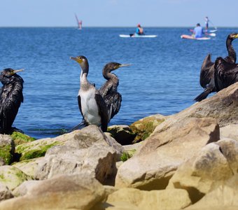 Птичий пляж