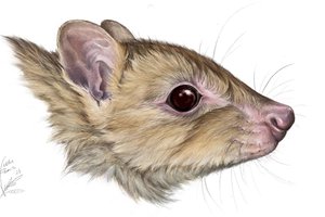 В Австралии обнаружен «кенгуру–призрак»: вид вымер до того, как стал известен науке