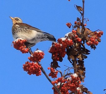 Дрозд рябинник
