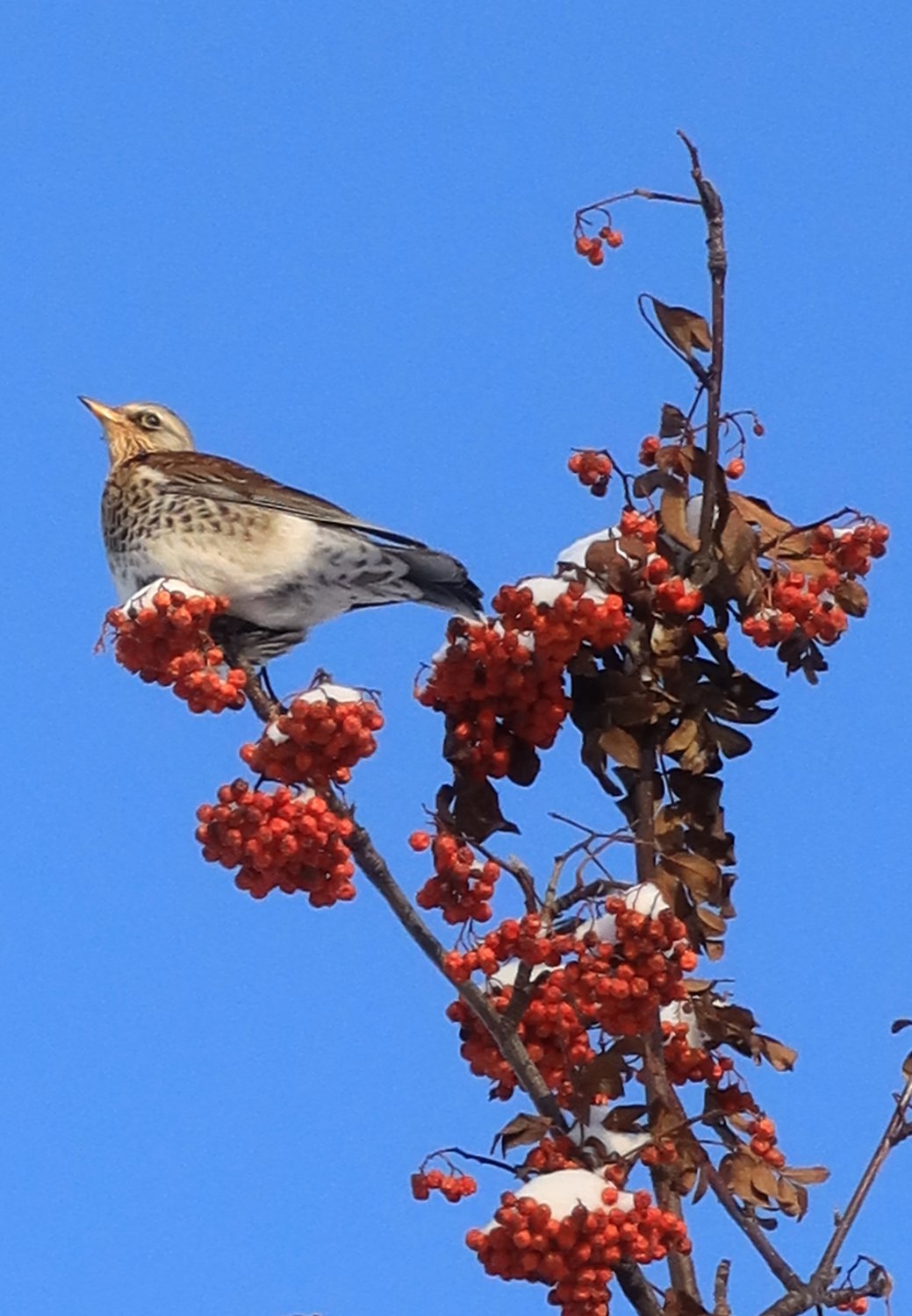 Дрозд рябинник