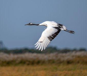 Полет журавля