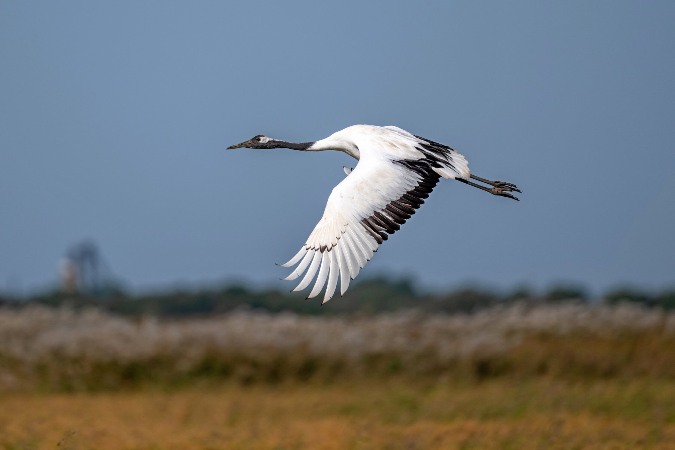 Полет журавля