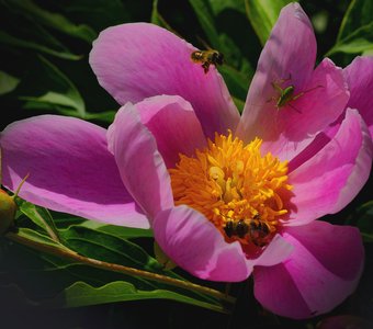 Сбор нектара весной