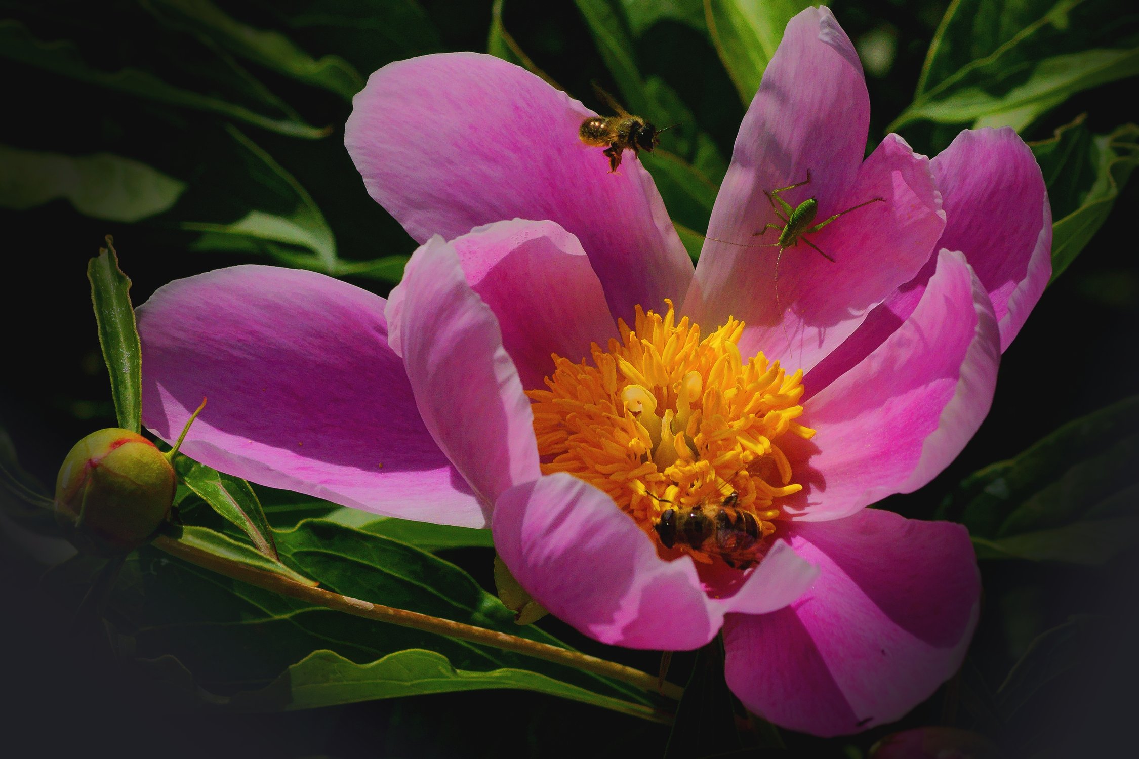 Сбор нектара весной