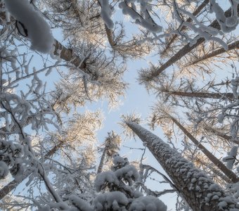 Зимнее кружево
