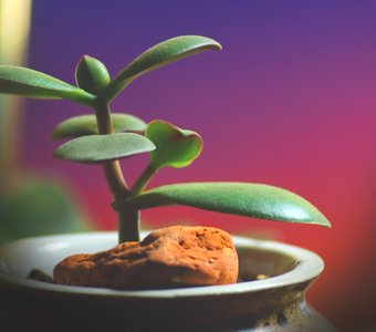 Толстянка в горшке