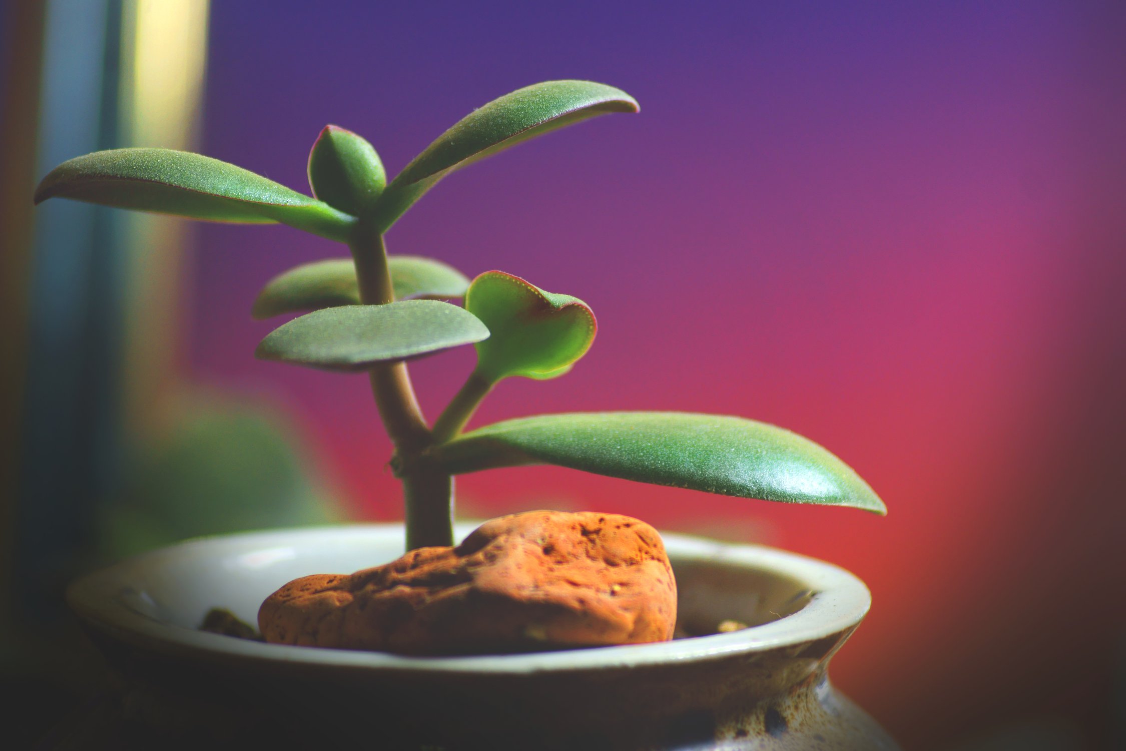 Толстянка в горшке