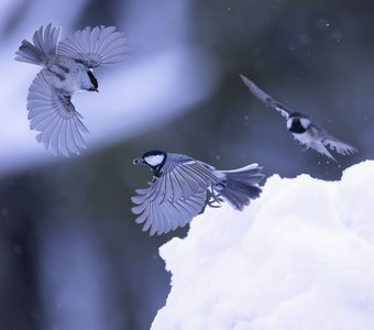 Синицы на охоте