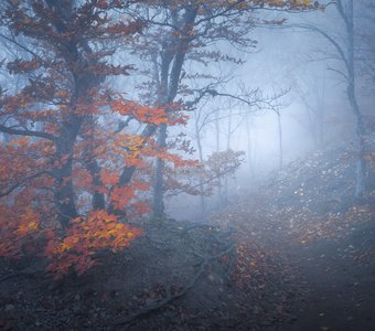 Тропа в тумане