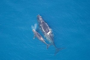 Смертельный вирус в Арктике уничтожает китов