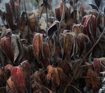 Краски поздней осени