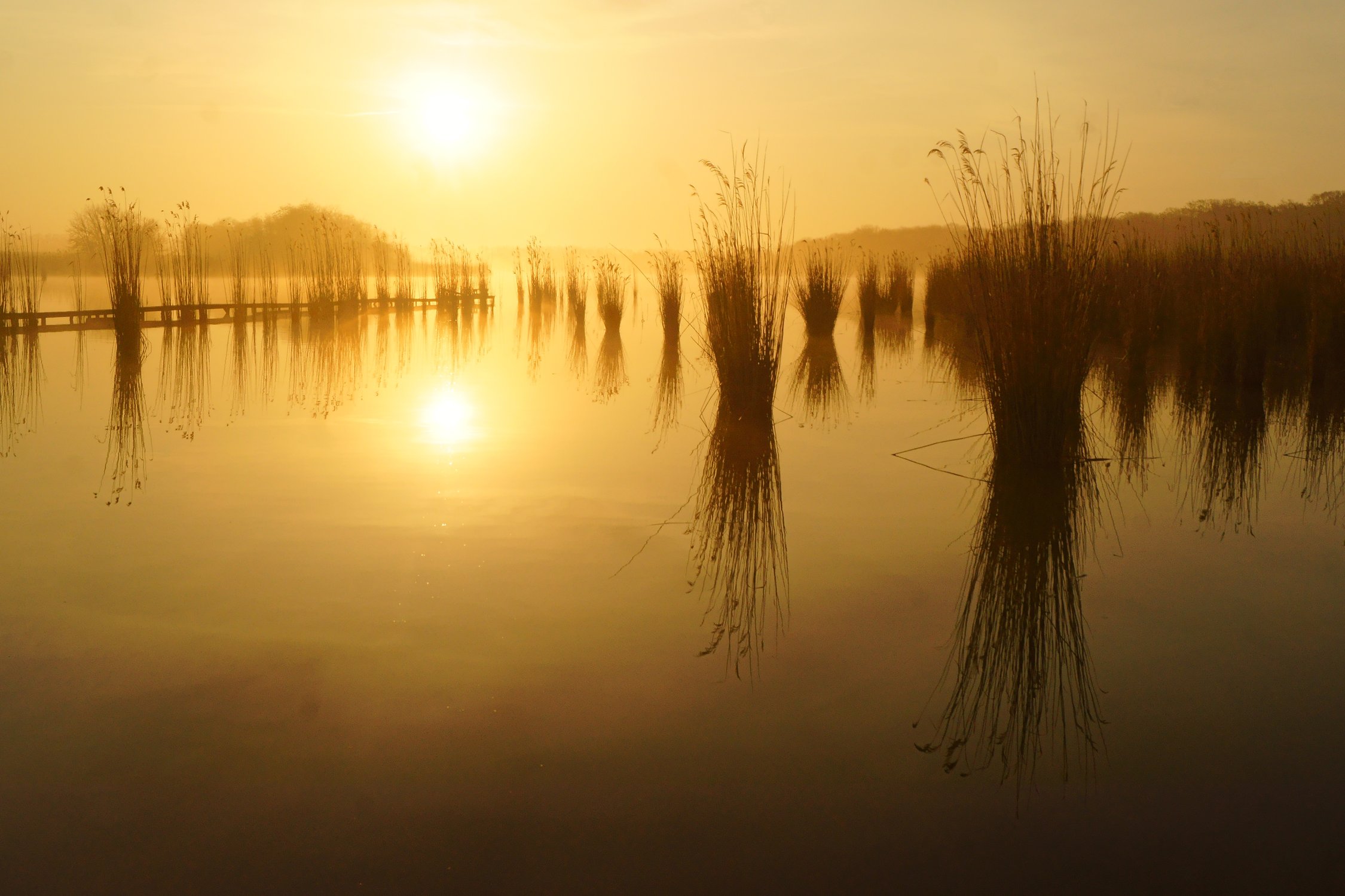 Летнее утро