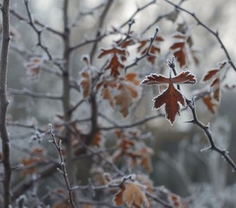 Утро морозное