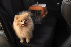 Топ-10 популярных пород собак у россиян в 2025 году