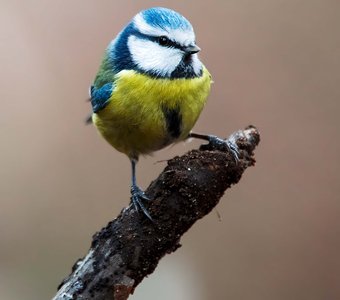 Лесная жемчужина