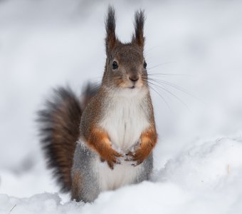 В ожидании угощения
