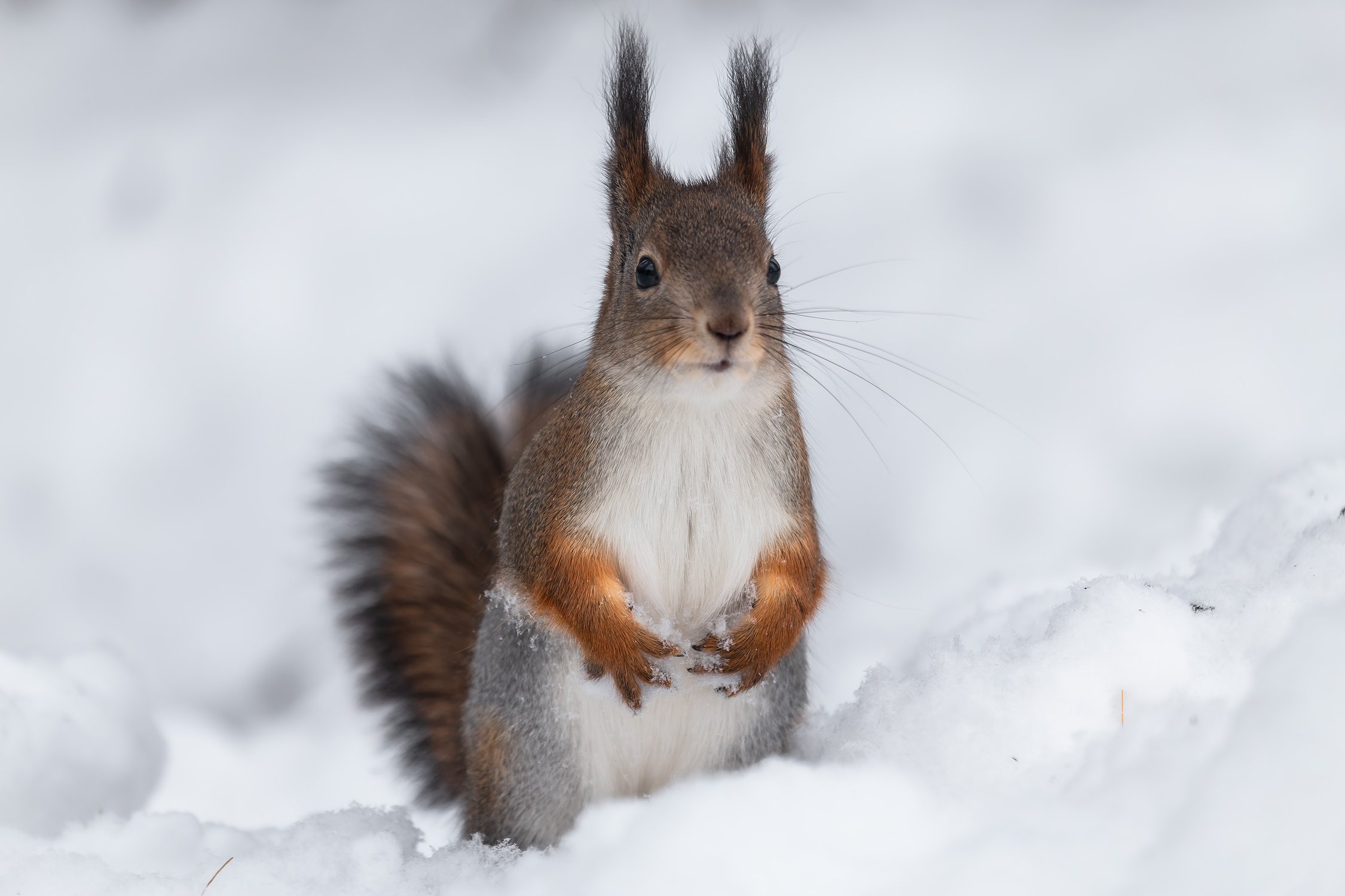 В ожидании угощения