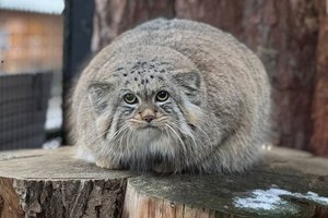 Манул Шу ждет невесту из Барнаула в Ленинградском зоопарке