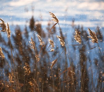 Первый снег