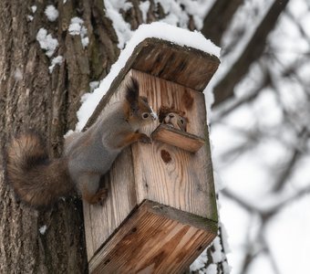 Тук-тук, кто в домике?)
