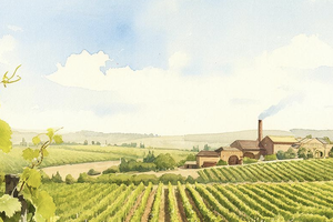 Виноделы смогут строить туристические объекты на своих угодьях