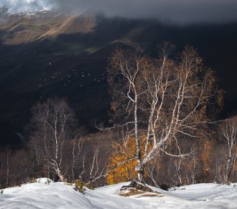 Про березки