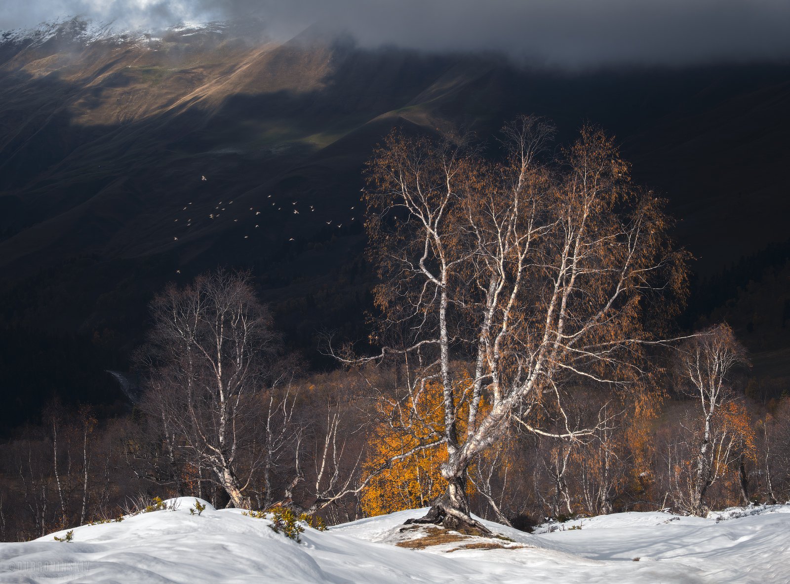 Про березки