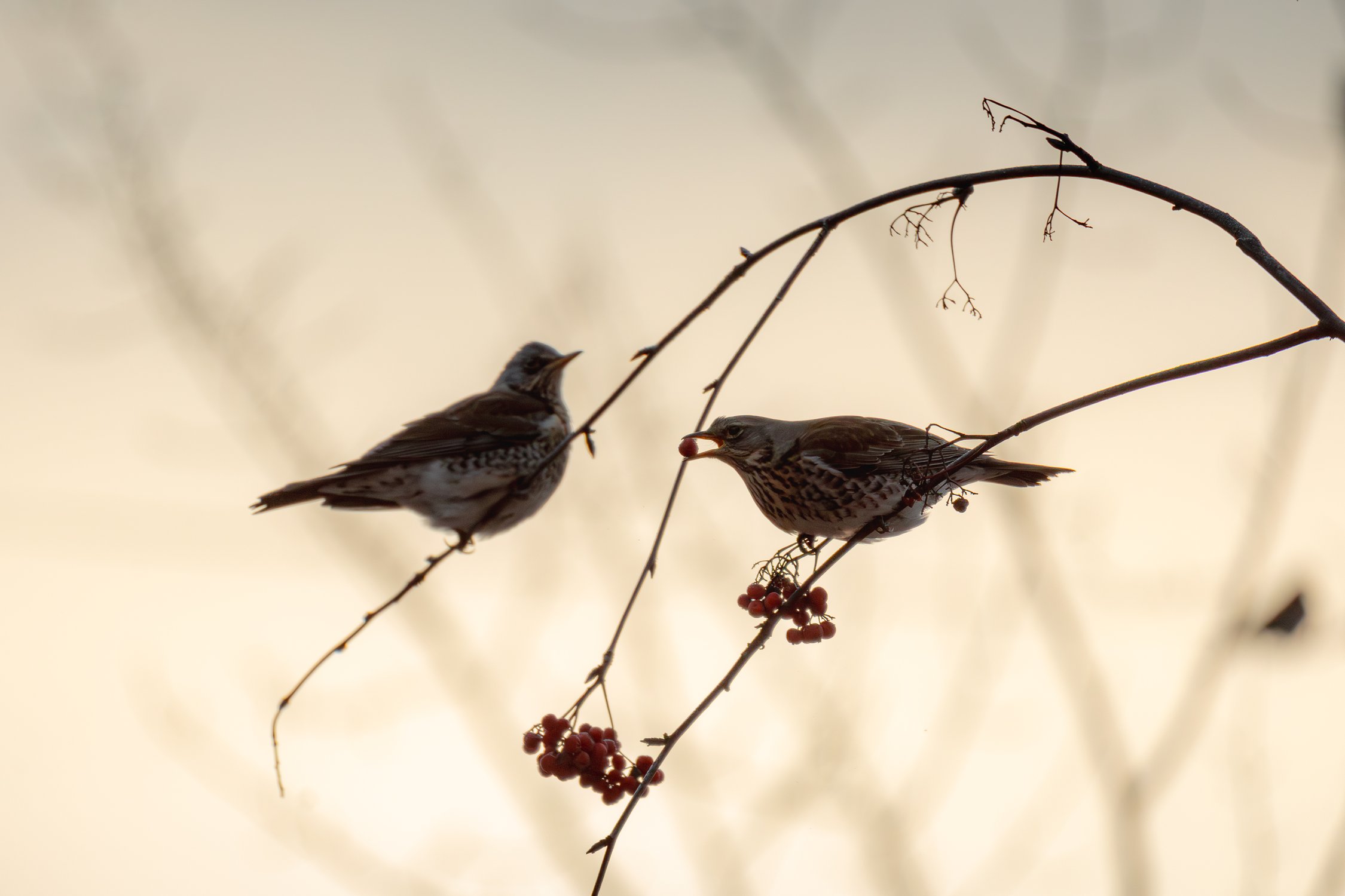 Рождественский завтрак
